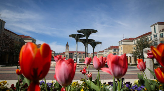 Fountain and tulips